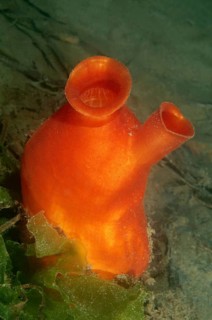 Sea Peach (Halocynthia aurantium)