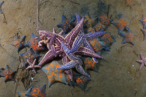 Many Northern Pacific Seastars or Japanese Common Starfish (Asterias amurensis)
