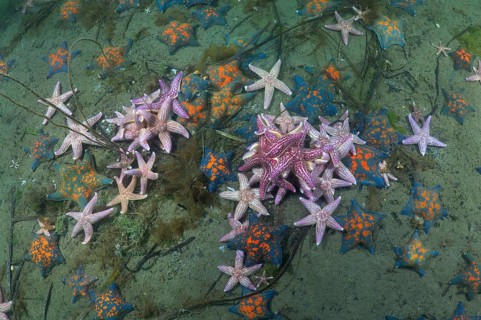 Many Northern Pacific seastars or Japanese common starfish (Asterias amurensis)