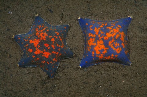 Two genetic mutations of Blue Bat Star (Patiria pectinifera) with four rays and six rays instead of five