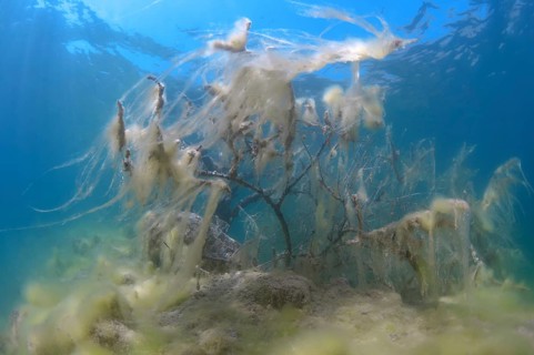 Flooded trees covered with green algae