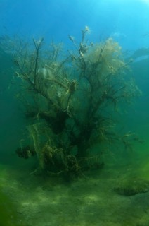 Flooded trees covered with green algae