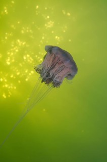 Lion's mane jellyfish (Cyanea capillata)