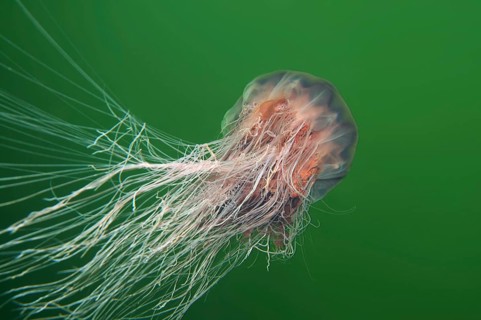 Lion's Mane Jellyfish (Cyanea capillata)