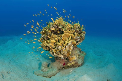 Single Coral (Corallum) on a sandy bottom