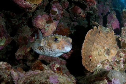 Birdbeak Burrfish (Cyclichthys orbicularis) near coral reef