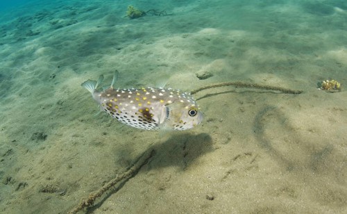 Birdbeak Burrfish (Cyclichtys orbicularis) on sandy bottom