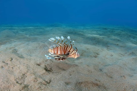 Common LionfishÂ orÂ Devil FirefishÂ (Pterois miles)