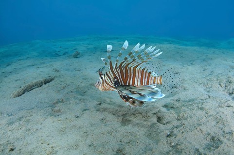 Common LionfishÂ orÂ Devil FirefishÂ (Pterois miles) swimming over the sandy bottom