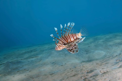 Common LionfishÂ orÂ Devil FirefishÂ (Pterois miles)