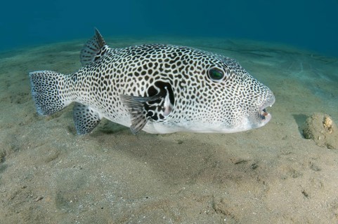 Stellate Puffer