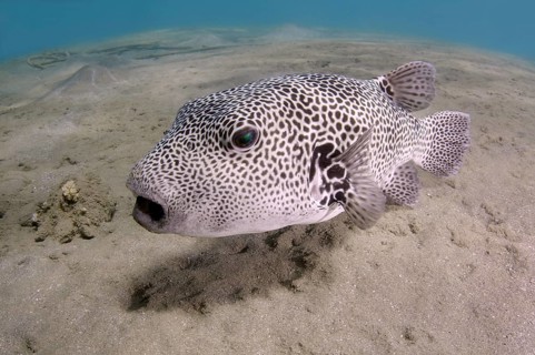 Stellate Puffer (Arothron stellatus)