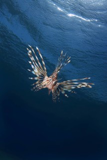 Common LionfishÂ orÂ Devil FirefishÂ (Pterois miles)