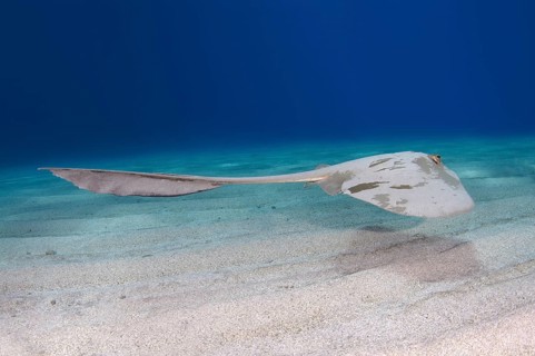 Cowtail Stingray (Pastinachus sephen) above sandy bottom