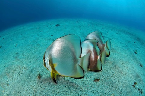 Orbicular Batfishes (Platax orbicularis) on the sandy bottom