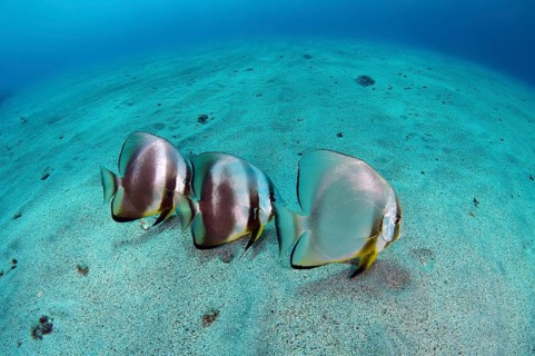Orbicular Batfish