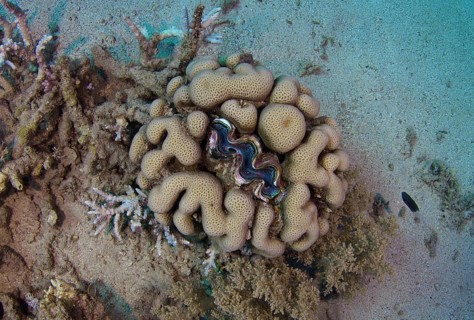 Giant Clam (Tridacna gigas) in the center of stony coral