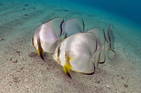 Orbicular Batfish