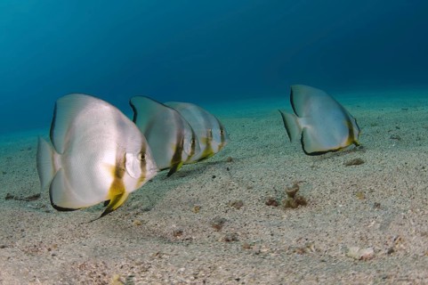 Orbicular Batfish (Platax orbicularis) on sandy seabed