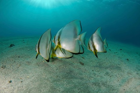 Orbicular Batfish (Platax orbicularis) on sandy seabed