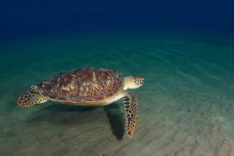 Green TurtleÂ (Chelonia mydas)