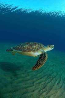 Green Sea TurtleÂ (Chelonia mydas)