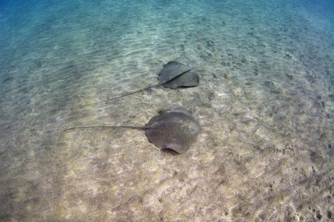Whiptail Stingrays