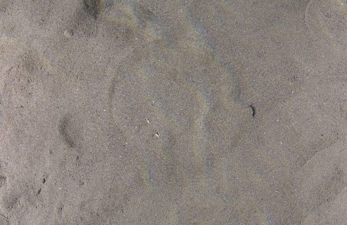 Panther Electric Ray (Torpedo panthera) camouflaged