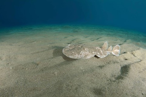 Panther Electric Ray (Torpedo panthera) swimming over a sandy bottom