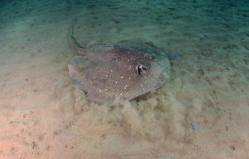 Round Ribbontail Ray