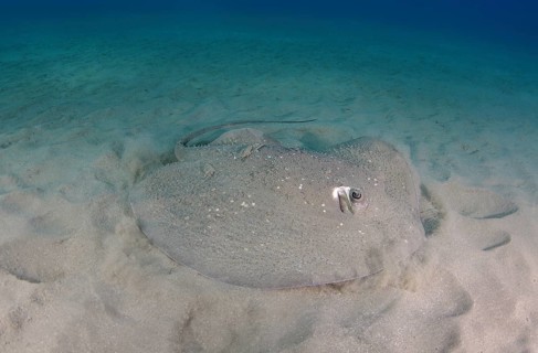 Round Ribbontail Ray