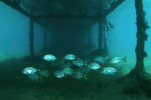 Island Trevally