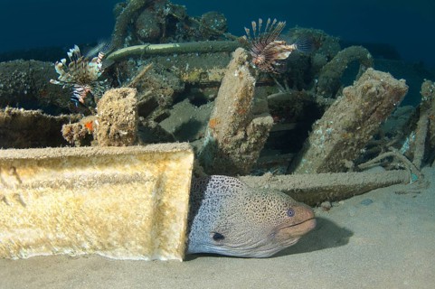 Giant Moray (Gymnothorax javanicus) under old shipwrecked fishing boat on sandy seabed