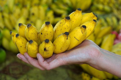 Bananas (Musa sp.) in a hand
