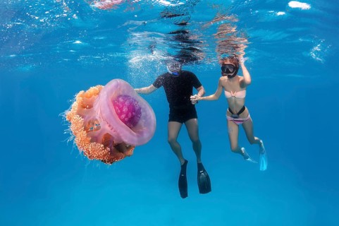 Snorklers with Cauliflower Jellyfish or Crown Jellyfish (Cephea cephea)