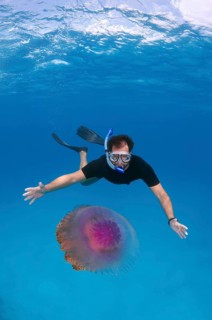 Snorkler looking at Cauliflower Jellyfish or Crown Jellyfish (Cephea cephea) Indian Ocean