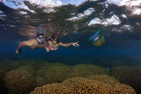Snorklers with Cauliflower Jellyfish or Crown Jellyfish (Cephea cephea)
