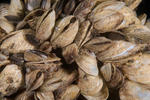 Zebra Mussels (Dreissena polymorpha)