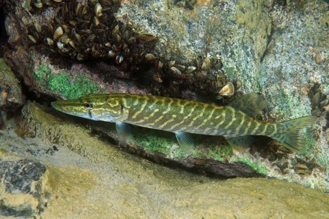 Northern Pike (Esox lucius)