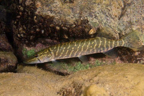 Northern Pike (Esox lucius)