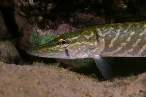Northern Pike (Esox lucius)