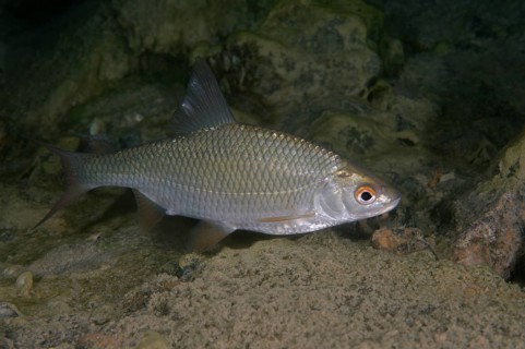 Common Rudd (Scardinius erythrophthalmus)