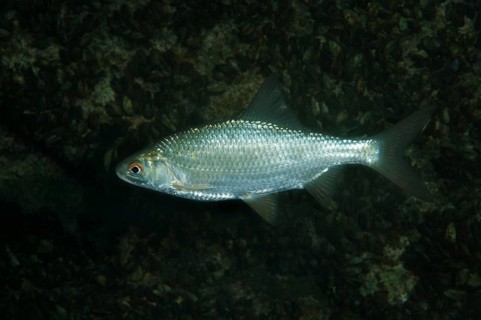 Common Rudd (Scardinius erythrophthalmus)