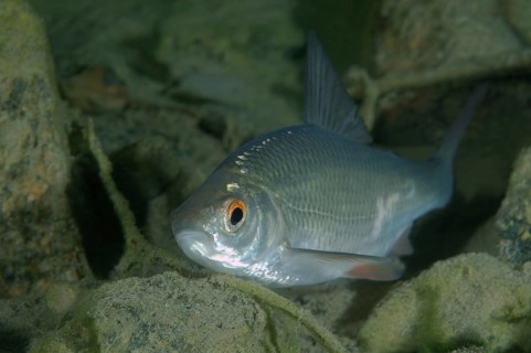 Common Rudd (Scardinius erythrophthalmus)