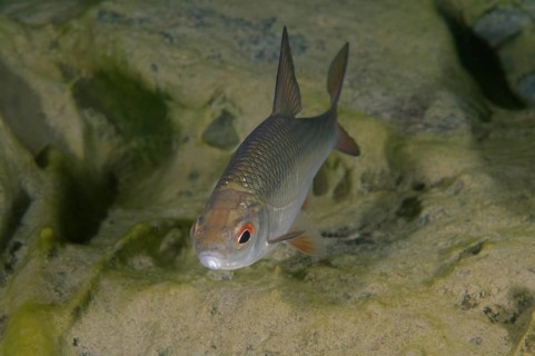 Common Rudd (Scardinius erythrophthalmus)