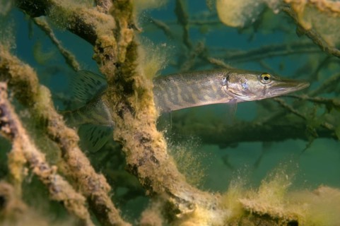 Northern Pike (Esox lucius)