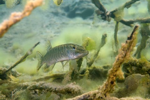 Northern Pike (Esox lucius)