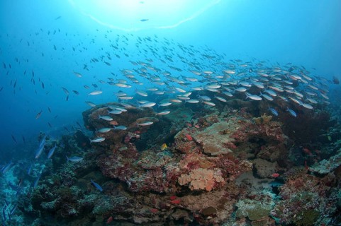 Lunar Fusiliers (Caesio lunaris)