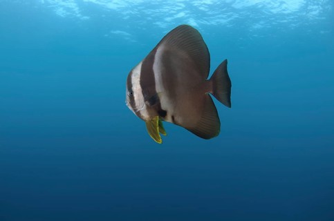Orbicular Batfish