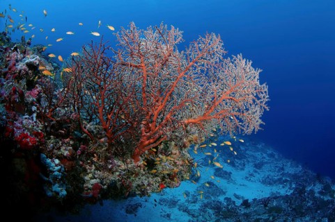 Siphonogorgia Soft Corals (Siphonogorgia sp.)